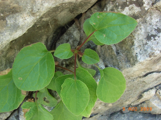 Valeriana montana / Valeriana montana